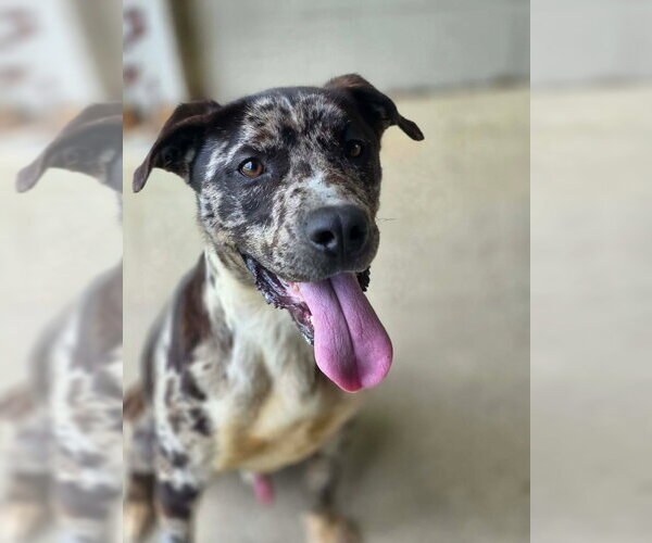 Medium Photo #2 American Pit Bull Terrier-Catahoula Leopard Dog Mix Puppy For Sale in Brewster, NY, USA