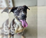Small #1 American Pit Bull Terrier-Catahoula Leopard Dog Mix