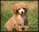 Small Photo #22 Poodle (Miniature) Puppy For Sale in COPPOCK, IA, USA
