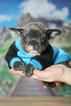 Small Photo #7 French Bulldog Puppy For Sale in GRANADA HILLS, CA, USA