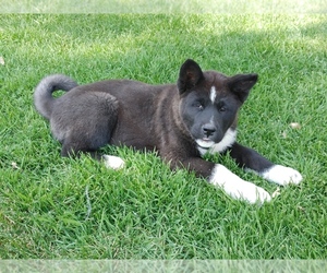 Akita Puppy for sale in FAIRFIELD, MT, USA