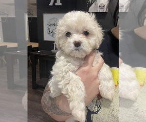 Maltipoo Puppy for sale in LONGVIEW, TX, USA