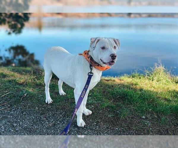 Medium Photo #1 American Pit Bull Terrier-Unknown Mix Puppy For Sale in McKinleyville, CA, USA