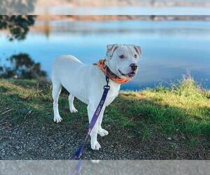 American Pit Bull Terrier-Unknown Mix Dogs for adoption in McKinleyville, CA, USA