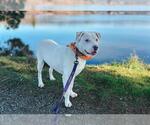 Small American Pit Bull Terrier Mix