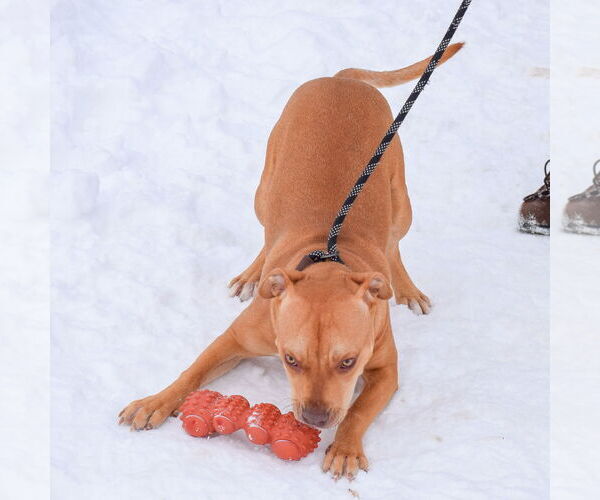 Medium Photo #5 American Staffordshire Terrier-Boxer Mix Puppy For Sale in Huntley, IL, USA