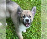 Small #5 Huskies -Jack Russell Terrier Mix
