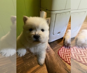 Chow Chow Puppy for sale in MANNINGTON, WV, USA