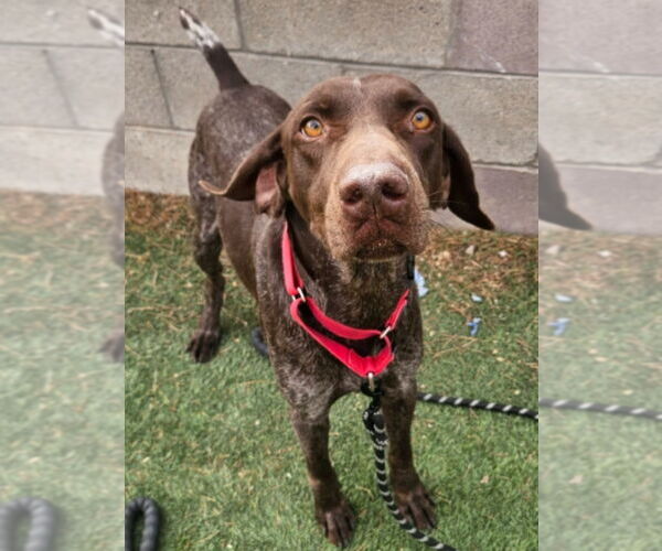 Medium Photo #1 German Shorthaired Pointer Puppy For Sale in Lakewood, CO, USA