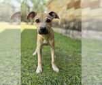 Small #3 Mutt