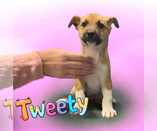 Medium Photo #3 Siberian Husky-Unknown Mix Puppy For Sale in Lexington Park, MD, USA