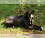 Small #2 Border Collie-Catahoula Leopard Dog Mix