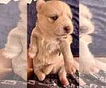 Small Photo #20 Pomsky Puppy For Sale in LOVELAND, CO, USA
