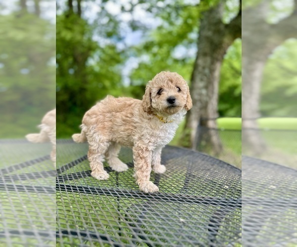 Medium Photo #4 Goldendoodle (Miniature) Puppy For Sale in MURFREESBORO, TN, USA