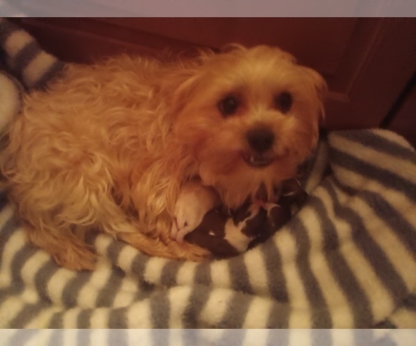 Medium Photo #1 Morkie-Yorkshire Terrier Mix Puppy For Sale in WOBURN, MA, USA