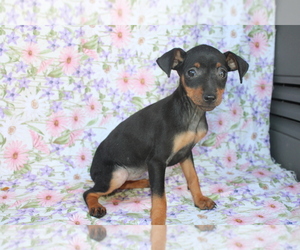 Miniature Pinscher Puppy for sale in BLOOMINGTON, IN, USA