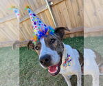 Small #2 Boxer Mix