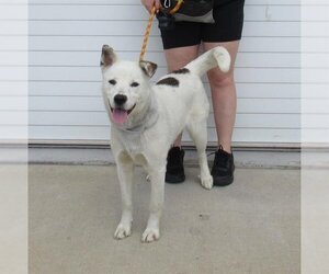 Labrador Retriever-Shiba Inu Mix Dogs for adoption in Louisville, KY, USA