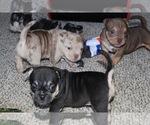 Small Photo #5 American Bully Puppy For Sale in BALTIMORE, MD, USA