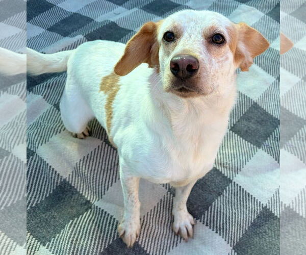 Medium Photo #2 Labrador Retriever-Unknown Mix Puppy For Sale in Jefferson, WI, USA