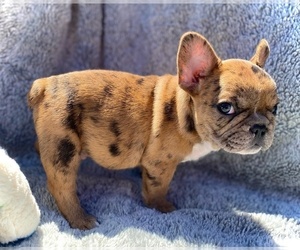 French Bulldog Puppy for sale in COLORADO SPRINGS, CO, USA