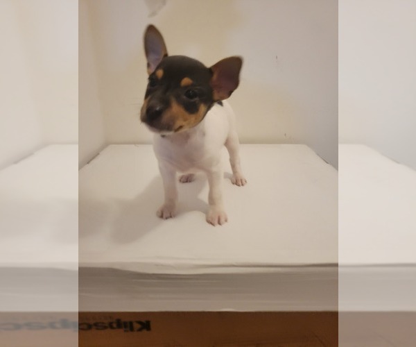 Medium Photo #13 Rat Terrier Puppy For Sale in COLUMBIA, SC, USA