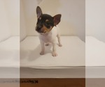Small #12 Rat Terrier