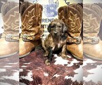 Puppy Wilma Whiskey Goldendoodle