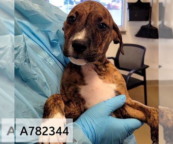 Medium Photo #2 American Staffordshire Terrier-Unknown Mix Puppy For Sale in San Antonio, TX, USA