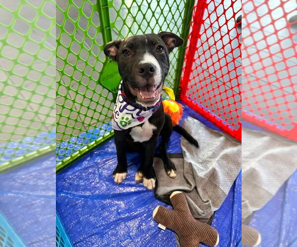 Medium Photo #18 American Pit Bull Terrier-Labrador Retriever Mix Puppy For Sale in OKLAHOMA CITY, OK, USA