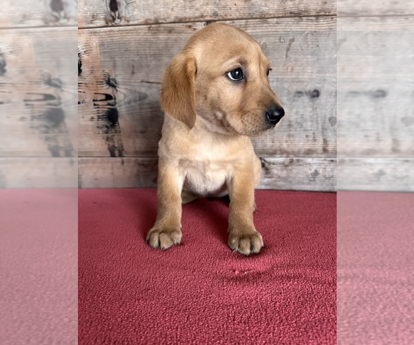 Medium Photo #11 Labrador Retriever Puppy For Sale in VERMONTVILLE, MI, USA