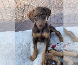 Doberman Pinscher Dog for Adoption in SANTA ANA, California USA