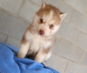 Siberian Husky Puppy for sale in GAFFNEY, SC, USA