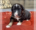 Small #1 Australian Shepherd