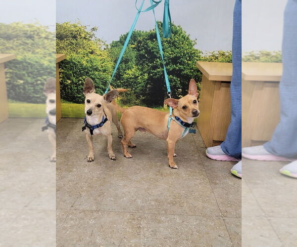 Medium Photo #2 Chihuahua Puppy For Sale in Dana Point, CA, USA