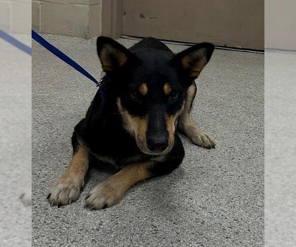 Medium Photo #1 German Shepherd Dog-Unknown Mix Puppy For Sale in Conroe, TX, USA