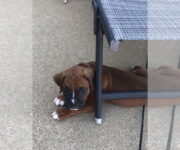 Medium Photo #2 Boxer Puppy For Sale in APPLE CREEK, OH, USA