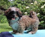 Small Photo #4 Shih Tzu Puppy For Sale in THORP, WI, USA