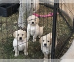 Small Photo #9 English Cream Golden Retriever Puppy For Sale in PHOENIX, AZ, USA