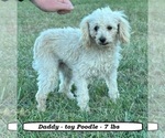 Small Photo #1 Poodle (Toy) Puppy For Sale in CLARKRANGE, TN, USA