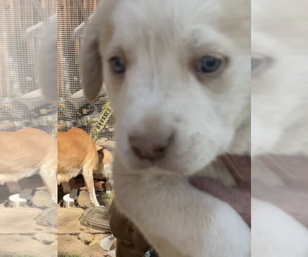 Medium Photo #2 Golden Labrador Puppy For Sale in Pottstown, PA, USA