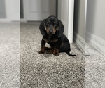 Small Photo #6 Dachshund Puppy For Sale in WEST PLAINS, MO, USA