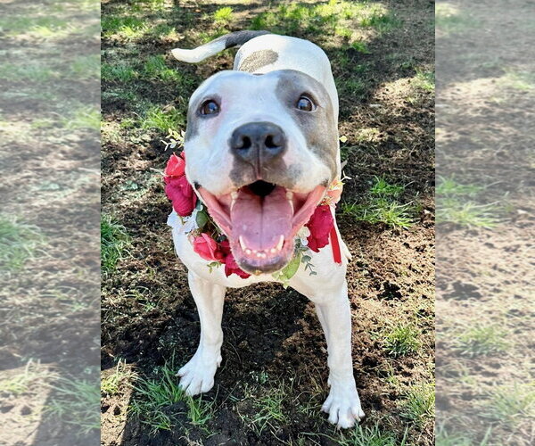 Medium Photo #10 American Pit Bull Terrier-American Staffordshire Terrier Mix Puppy For Sale in Redlands, CA, USA