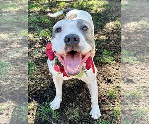 Cranberry - Female American Pit Bull Terrier-American Staffordshire Terrier Mix Dog for Adoption - Photo #10