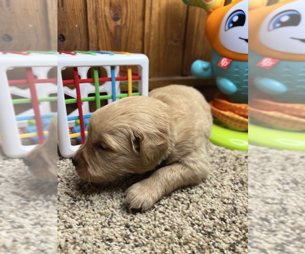 Medium Photo #16 Golden Retriever Puppy For Sale in NEOLA, WV, USA