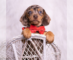 Puppy Starboy Dachshund