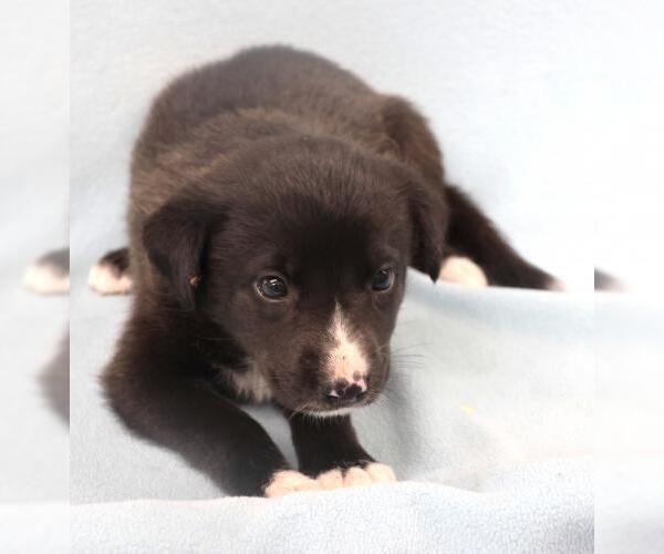 Medium Photo #1 Mutt Puppy For Sale in Thief River Falls, MN, USA