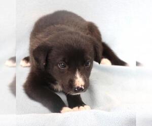 Mutt Dogs for adoption in Thief River Falls, MN, USA
