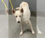 Small Siberian Husky Mix