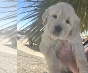 English Cream Golden Retriever Dog for Adoption in PHOENIX, Arizona USA